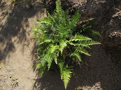 Pityrogramma austroamericana