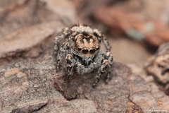 Habronattus fallax