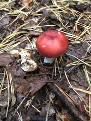 Russula paludosa