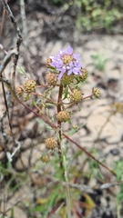 Phyllopodium cephalophorum