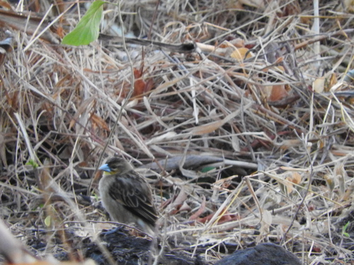 Euplectes albonotatus