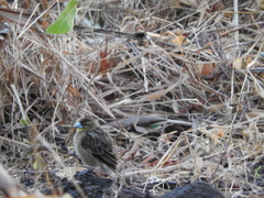 Euplectes albonotatus