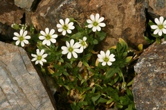 Stellaria martjanovii