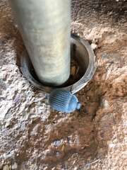 Eusattus reticulatus