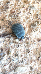 Eusattus reticulatus