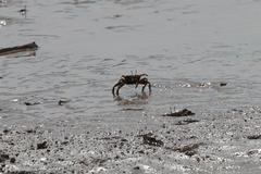 Macrophthalmus japonicus