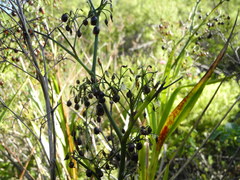 Dianella sandwicensis