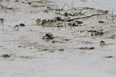 Macrophthalmus japonicus