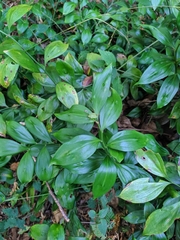 Ruscus colchicus