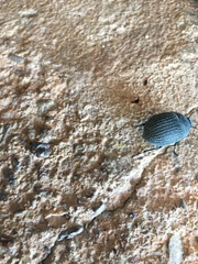 Eusattus reticulatus