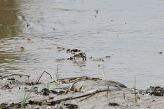 Macrophthalmus japonicus