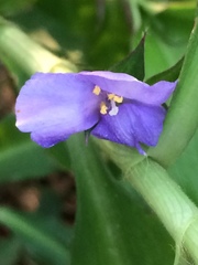 Coleotrype natalensis