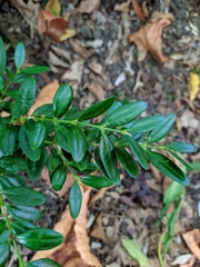Buxus colchica