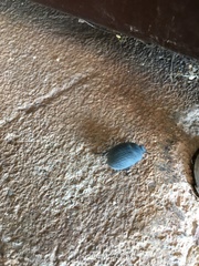 Eusattus reticulatus