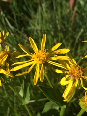 Senecio crassulus