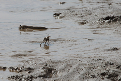 Macrophthalmus japonicus