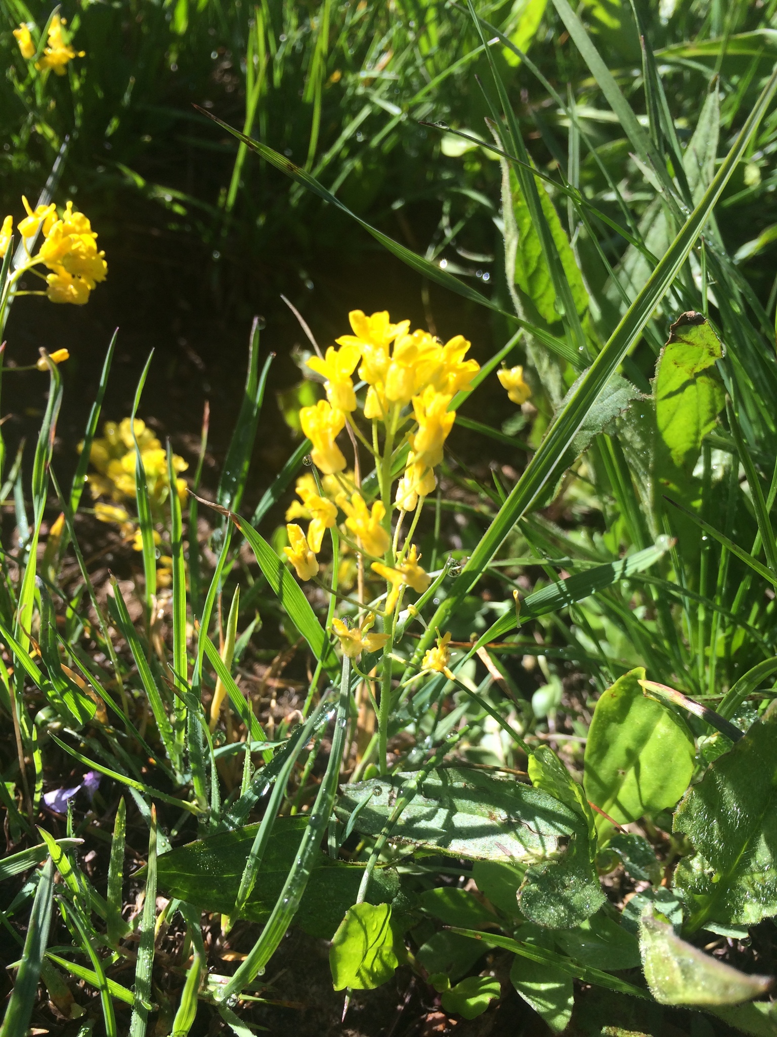 Draba spectabilis