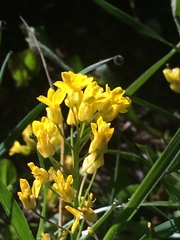 Draba spectabilis