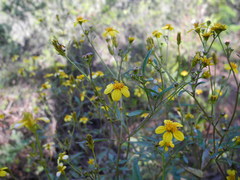 Bidens sandvicensis