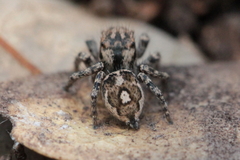 Habronattus fallax