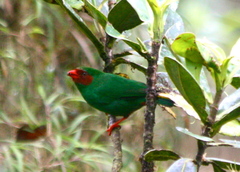Chlorornis riefferii