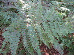 Dryopteris campyloptera