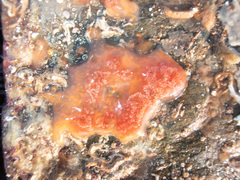 Aplidium nordmanni