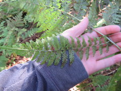 Dryopteris campyloptera