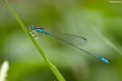 Aciagrion occidentale