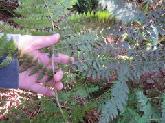 Dryopteris campyloptera