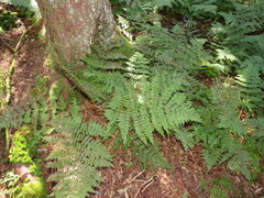Dryopteris campyloptera