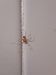 Scytodes univittata