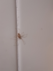 Scytodes univittata