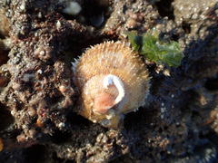 Talochlamys pusio