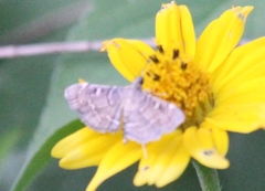 Cryptobotys zoilusalis