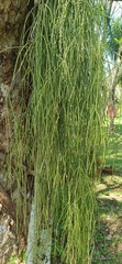 Rhipsalis teres