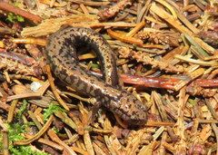 Plethodon welleri