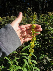Solidago roanensis