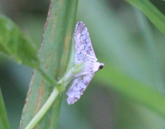 Cryptobotys zoilusalis