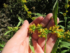 Solidago roanensis