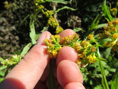 Solidago roanensis