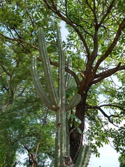 Stenocereus laevigatus