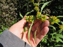 Solidago roanensis