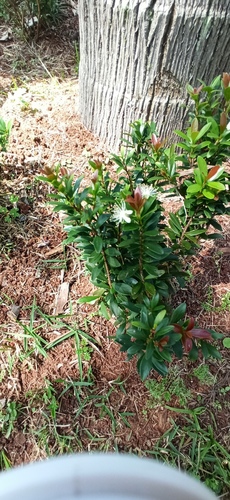 Eugenia mattosii (Eugenia mattosii)