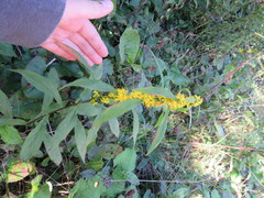 Solidago roanensis