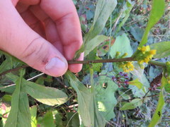 Solidago roanensis