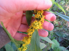 Solidago roanensis