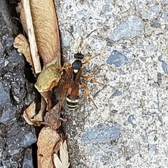 Ichneumon ambulatorius