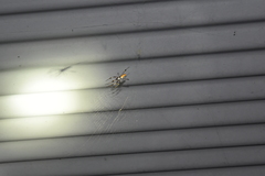 Trichonephila clavipes image