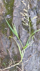 Poa remota